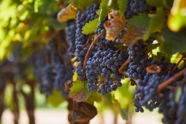 istock Bunch of blue grapes hanging on vineyard 1180456809