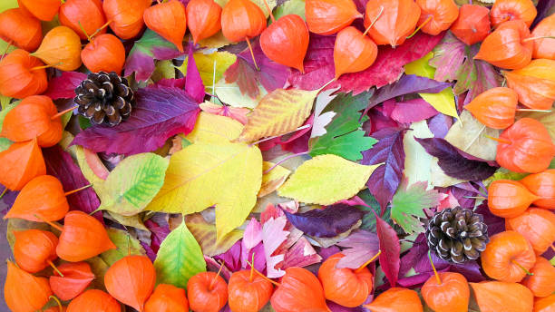 istock colorful autumn leaf collage, orange flower leaf frame, two pine cones 1180459288
