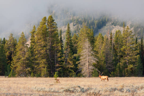 istock Bull Elk in Autumn 1180459472