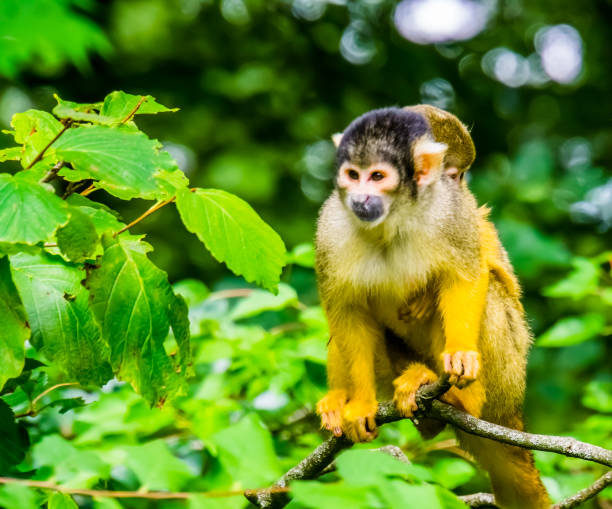 istock closeup of a common squirrel monkey with a infant on its back, small primate specie from the amazon basin of america 1180459661