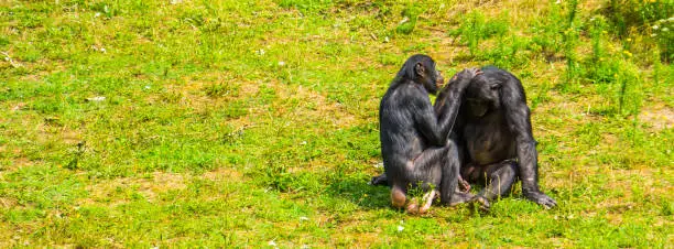 Photo of human apes grooming each other, bonbo couple, pygmy chimpanzees, social primate behavior, endangered animal specie from Africa