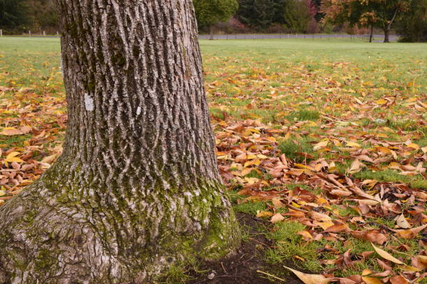 istock Beautiful Tree Trunk Surrounded By Vivid Fallen Autumn Leaves 1180461428