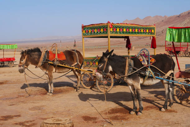 opinião da paisagem da natureza da montanha e do camelo flamejantes na província china de turpan xinjiang. - turpan - fotografias e filmes do acervo