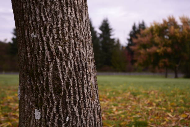 istock Beautiful Tree Trunk Surrounded By Vivid Fallen Autumn Leaves 1180462069