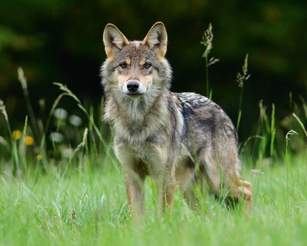 Portrait of the head of a wolf on a green meadow stock photo