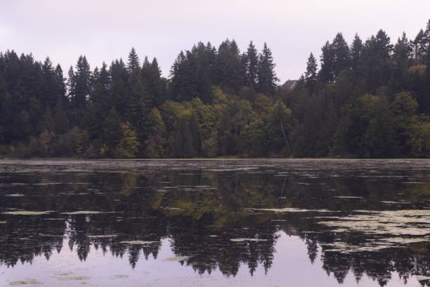 istock Beautiful Trees By A Reflecting Lake During A Cool Autumn Morning 1180462530