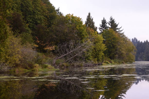 istock Fallen Tree Surrounded By Lush Forest On A Reflecting Lake During Autumn 1180462537