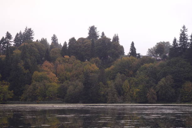 Beautiful Forest On By A Lake During An Autumn Morning