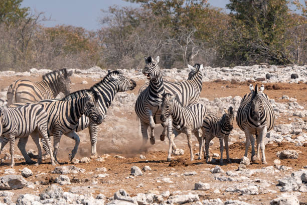 istock Zebra Herd with Foal in Etosha NP 1180465197