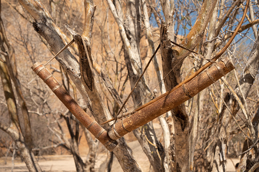 Bow and Quiver with Arrows of a San or Bushman Hunter Hanging on a Dry Bush, No People