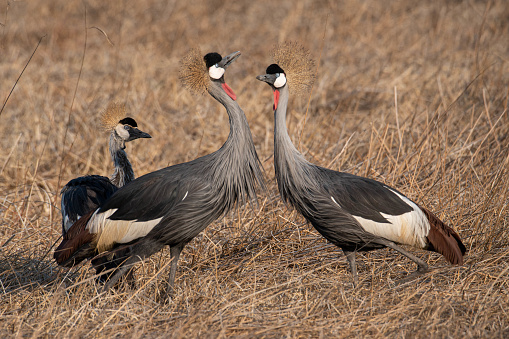 Common Crane in water meadow. Grus grus.