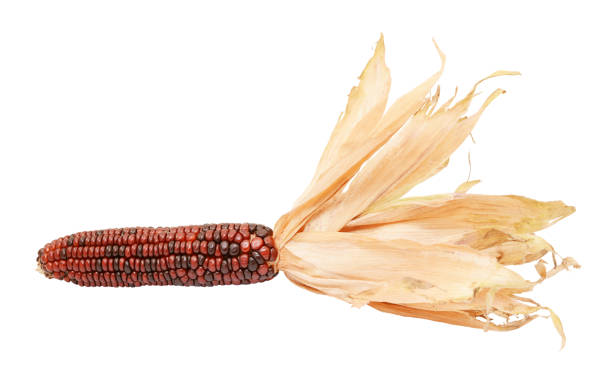 istock Deep red and brown Indian corn with papery dried husks 1180466066
