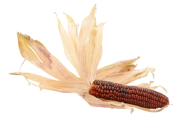 istock Dried papery husks around a deep red Fiesta sweetcorn 1180466095