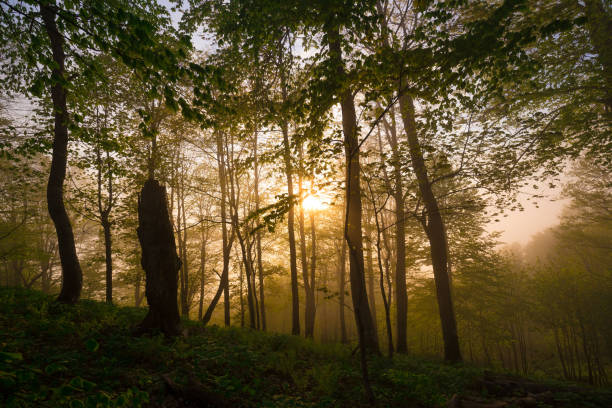 istock Mountain summer. Fairy misty forest, sunset 1180466099