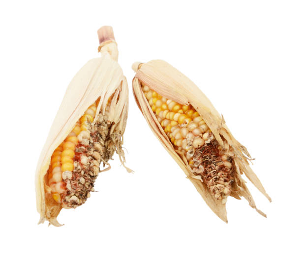 Two damaged and eaten ornamental sweetcorn cobs Two damaged and eaten ornamental sweetcorn cobs with ripped, dry husks and missing niblets, on a white background corn cob eaten stock pictures, royalty-free photos & images