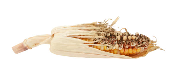 Damaged decorative Indian corn cob with eaten niblets Damaged decorative Indian corn cob with eaten niblets and torn, dry maize husks, on a white background corn cob eaten stock pictures, royalty-free photos & images
