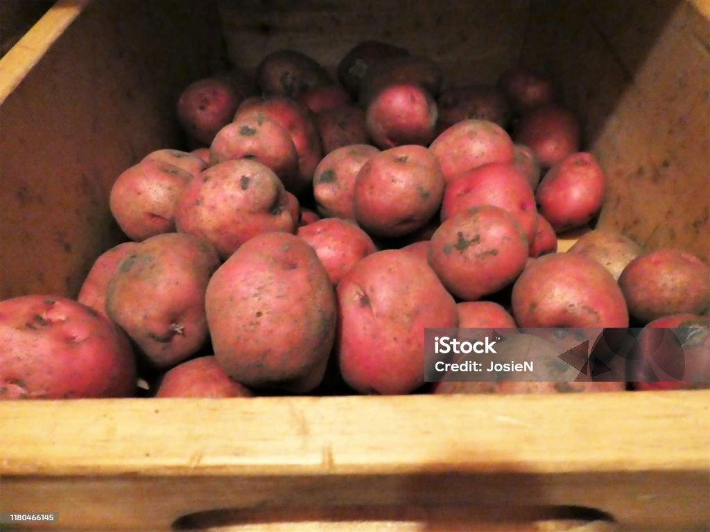 Newly Harvested Organic Red Garden Potatoes Cellar Stock Photo