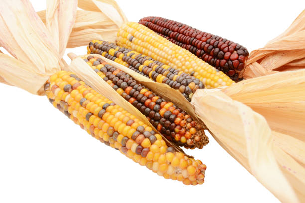 istock Five multicoloured ornamental flint corn cobs arranged diagonally 1180466147