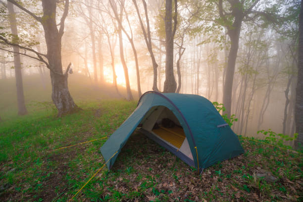 istock Mountain summer. Fairy misty forest, sunset 1180466763
