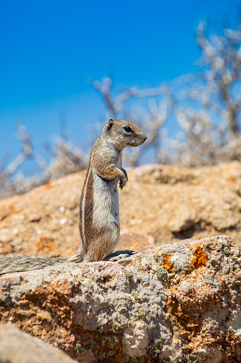African squirrel macro in Fuerteventura's Island - Canary Island introduced species.