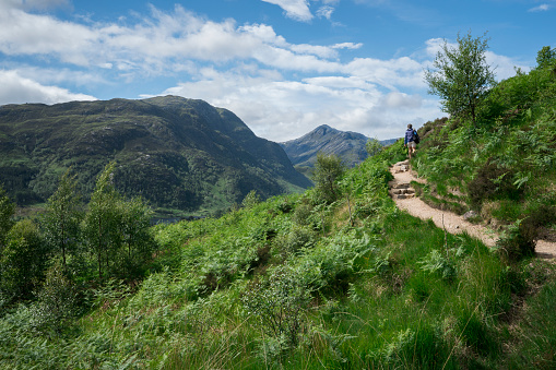 Adult man is hiking along a dirt trail leading to an overview of Glenfinnan Viaduct bridge to watch the  Harry Potter passenger train pass, Scotland, UK, Europe
