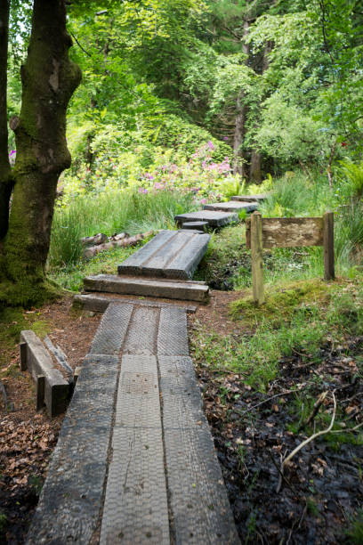 istock Boardwalk in forest leading to Glenfinnan 1180467677