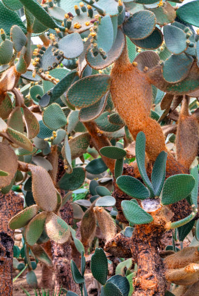 istock Beautiful view with cactus plants in the garden 1180468290