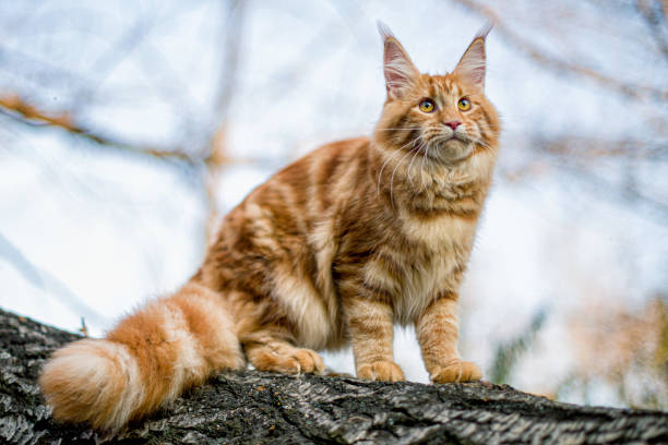 istock Maine coon kitten sitting on a tree. 1180468571