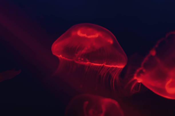 istock Jellyfish in the neon light. Beautiful red background with sea creatures. 1180468574