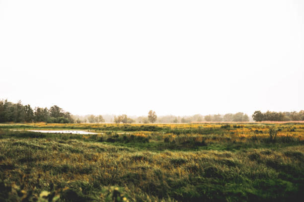 曇りの日に霧のフィールド。秋の色、白い空、リラクゼーションと自然とのマージ。 - morning cereal plant fog corn crop ストックフォトと画像