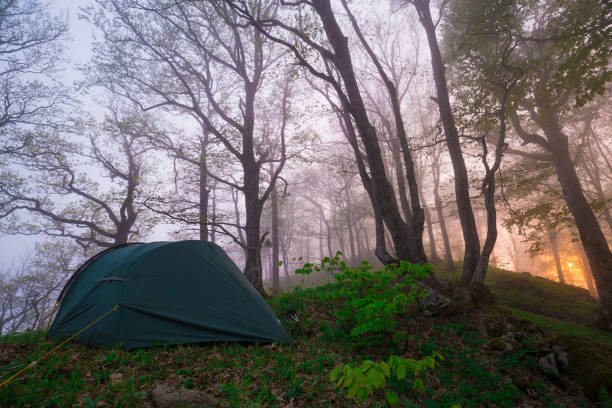 istock Mountain summer. Fairy misty forest, sunset 1180469741