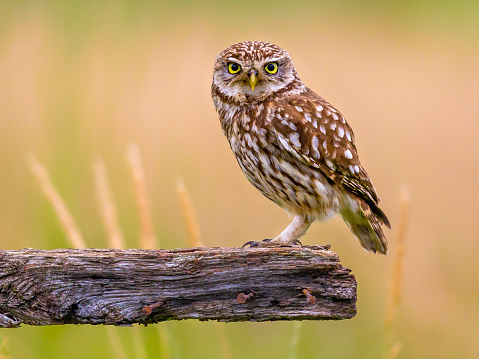 Little Owl (Athene noctua) nocturnal bird perched on log and looking at camera