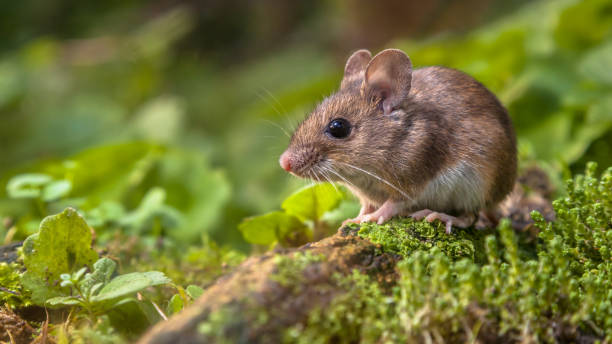 istock Cute Wood mouse on forest floor 1180470991