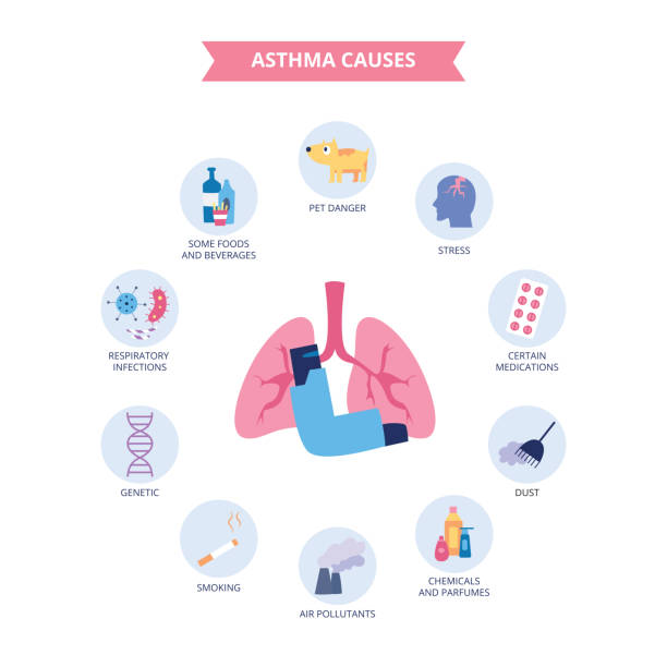 Infographics of bronchial asthma causes flat cartoon style Infographics of bronchial asthma causes flat cartoon style, vector illustration isolated on white background. Respiratory disease triggers, lungs and inhaler and asthma risk factors icons asma stock illustrations