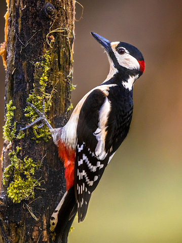 Great spotted woodpecker (Dendrocopos major) bird climbing in mossy tree and looking for food