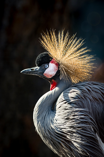 Portrait of a Grey crowned crane (also known as Golden crested crane) against heavily blurred background. It is national bird of Uganda represented in its national flag.