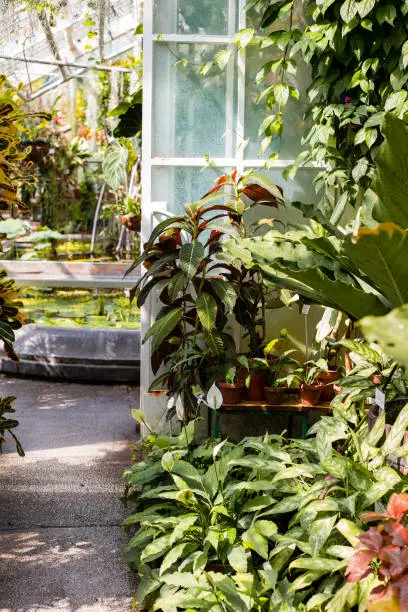 Photo of Greenhouse with various ferns, palms and other tropical plants in sunny day. Indoor botanic hothouse