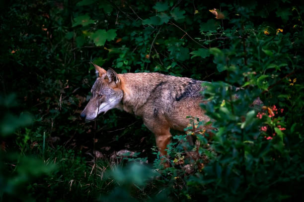 istock Wolf portrait in the foreground 1180477160
