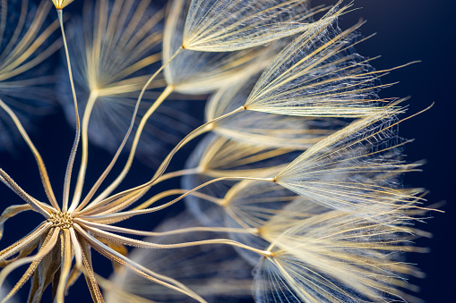 Close-up dandelion seeds on black background.