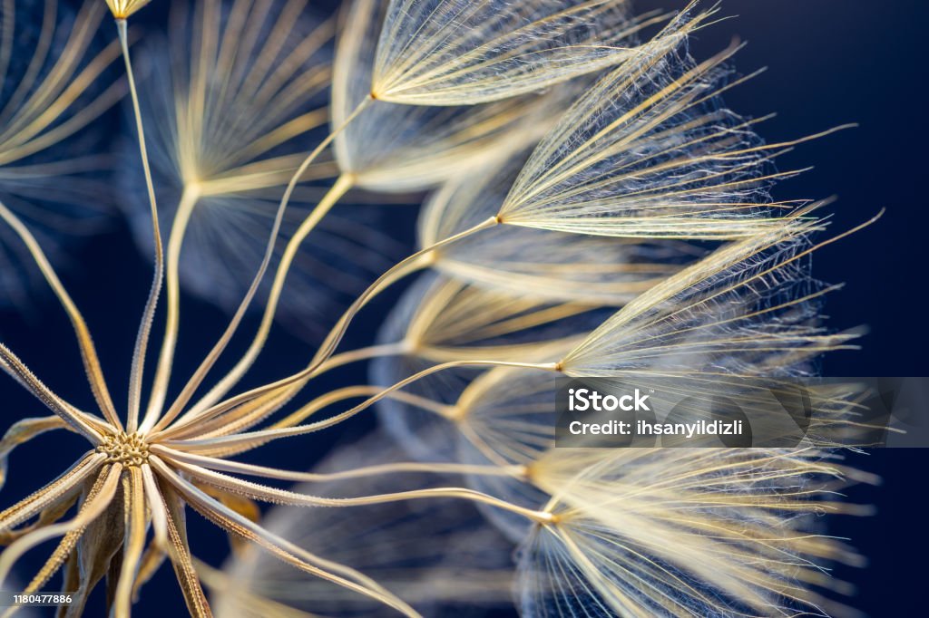 Dandelion Close-up dandelion seeds on black background. Nature Stock Photo