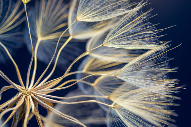 Dandelion Close-up dandelion seeds on black background. evolve concept stock pictures, royalty-free photos & images