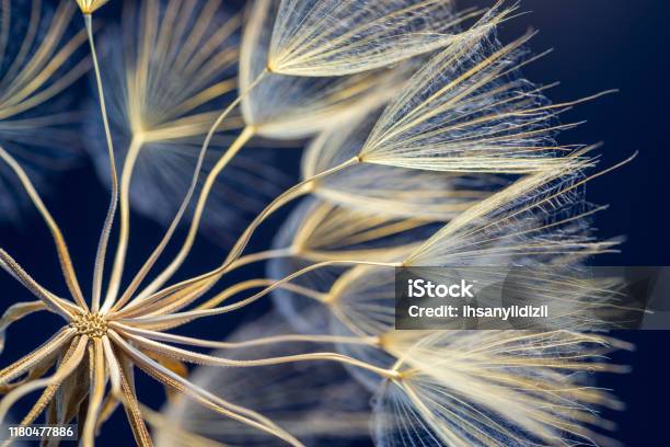 Dandelion Stock Photo - Download Image Now - Nature, Change, Abstract