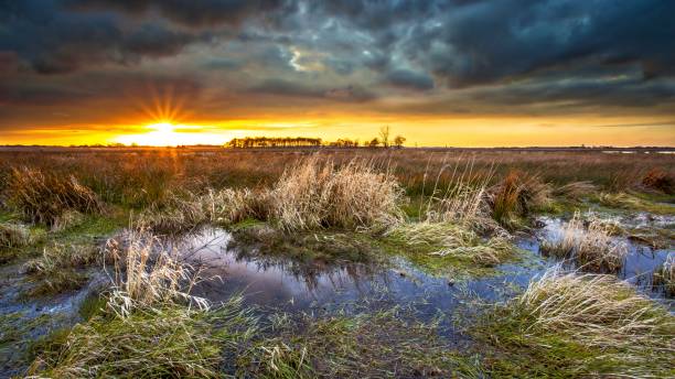 istock Dark threatening sky over swamp area during sunset 1180477974