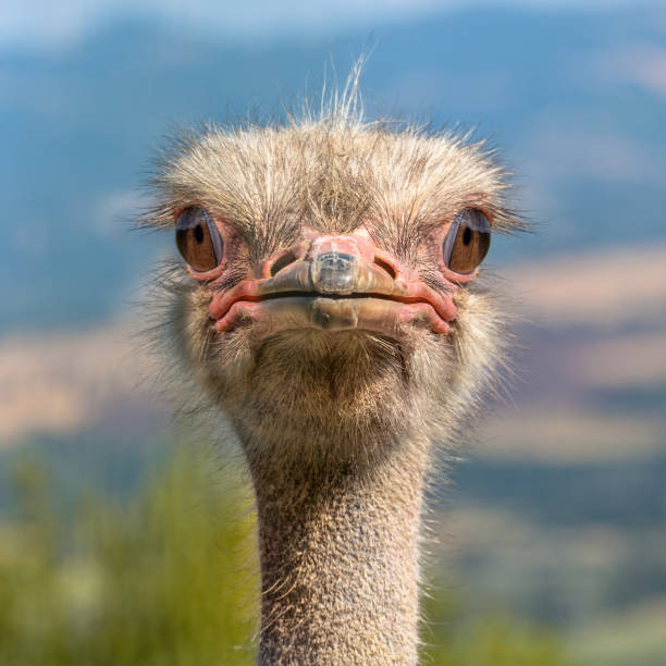 Ostrich Head frontal in Natural Environment. The Ostrich or Common Ostrich (Struthio camelus) is either one or two species of large flightless birds native to Africa