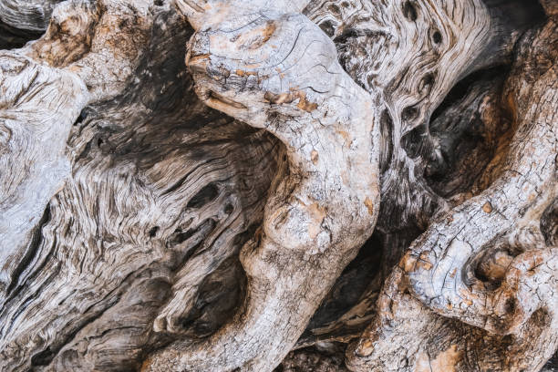 istock Old olive tree bark. Detail of trunk bark. Texture background 1180478276