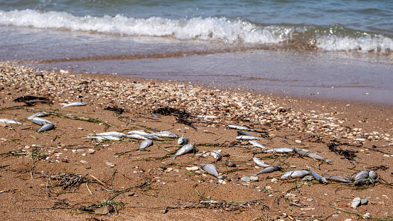 Lot of dead fish on the sand beach of Ionian Sea, Greece. Small fish, close-up shot in the sunny day. Ecological problem