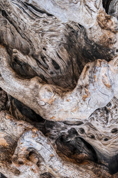 istock Old olive tree bark. Detail of trunk bark. Texture background 1180478441