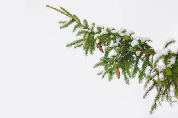 istock Nature Winter Background with Snow-covered fir tree branches 1180480154