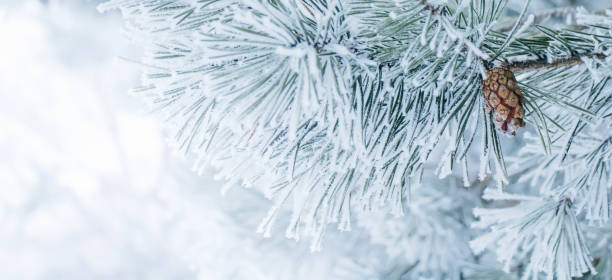 istock Panoramic Nature Winter background with snowy pine tree 1180480173