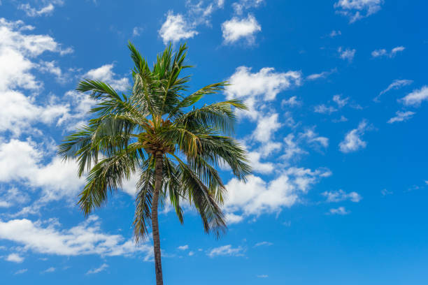 palmier de cocohawaïen dans maui - maui beach palm tree island photos et images de collection